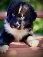 Sebastien, a male Australian Shepherd for sale in Port Orange, FL – 4 of 10