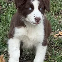 Fiona blue, a female Australian Shepherd for sale in Port Orange, FL – Photo 1 of 6