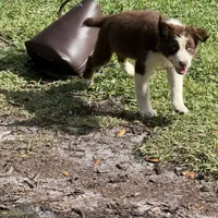 Fiona blue, a female Australian Shepherd for sale in Port Orange, FL – Photo 5 of 6