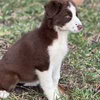 Fiona blue, a female Australian Shepherd for sale in Port Orange, FL – Photo 3 of 6