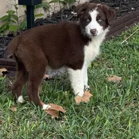 Fiona blue, a female Australian Shepherd for sale in Port Orange, FL – Photo 2 of 6