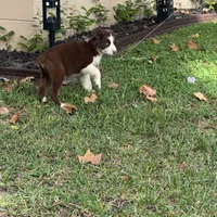 Fiona blue, a female Australian Shepherd for sale in Port Orange, FL – Photo 6 of 6