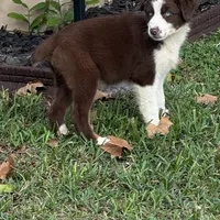 Fiona blue, a female Australian Shepherd for sale in Port Orange, FL – Photo 4 of 6