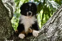 Scuba duba Blue, a male Australian Shepherd for sale in Port Orange, FL – 3 of 9