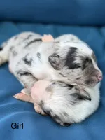 Shimmer blue, a female Australian Shepherd for sale in Port Orange, FL – 3 of 3