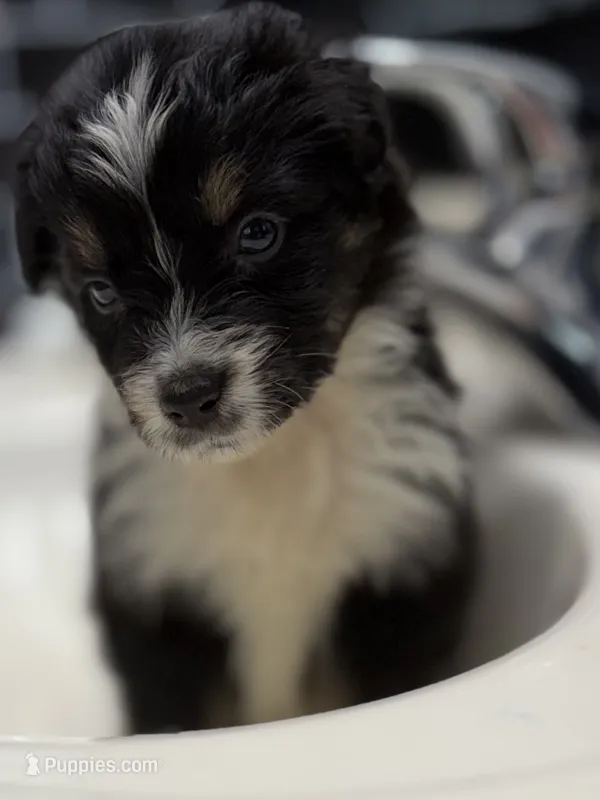 Scuba duba Blue – Australian Shepherd puppy for sale in Port Orange, FL