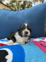 Scuba duba Blue, a male Australian Shepherd for sale in Port Orange, FL – 5 of 5