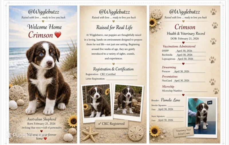 Crimson – Australian Shepherd puppy for sale in Port Orange, FL