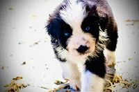 Stormy Blue, a female Australian Shepherd for sale in Port Orange, FL – 7 of 9