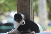 Freckles, a female Australian Shepherd for sale in Port Orange, FL – 1 of 8
