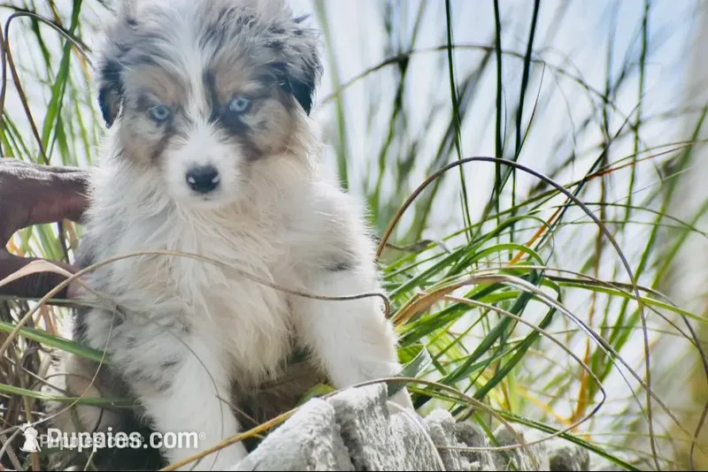 Sailor – Australian Shepherd puppy for sale in Port Orange, FL