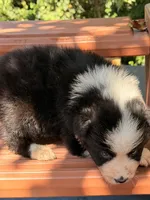 Breezy blue, a male Australian Shepherd for sale in Port Orange, FL – 4 of 10