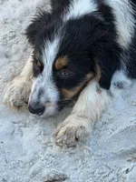 Freckles, a female Australian Shepherd for sale in Port Orange, FL – 10 of 10