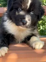 Sebastien, a male Australian Shepherd for sale in Port Orange, FL – 5 of 10