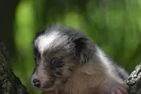 Aruba Blue, a female Australian Shepherd for sale in Port Orange, FL – 6 of 9