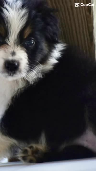 Freckles, a female Australian Shepherd for sale in Port Orange, FL – 6 of 6