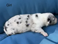 Olympia, a female Australian Shepherd for sale in Port Orange, FL – 4 of 4
