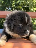 Sebastien, a male Australian Shepherd for sale in Port Orange, FL – 7 of 10