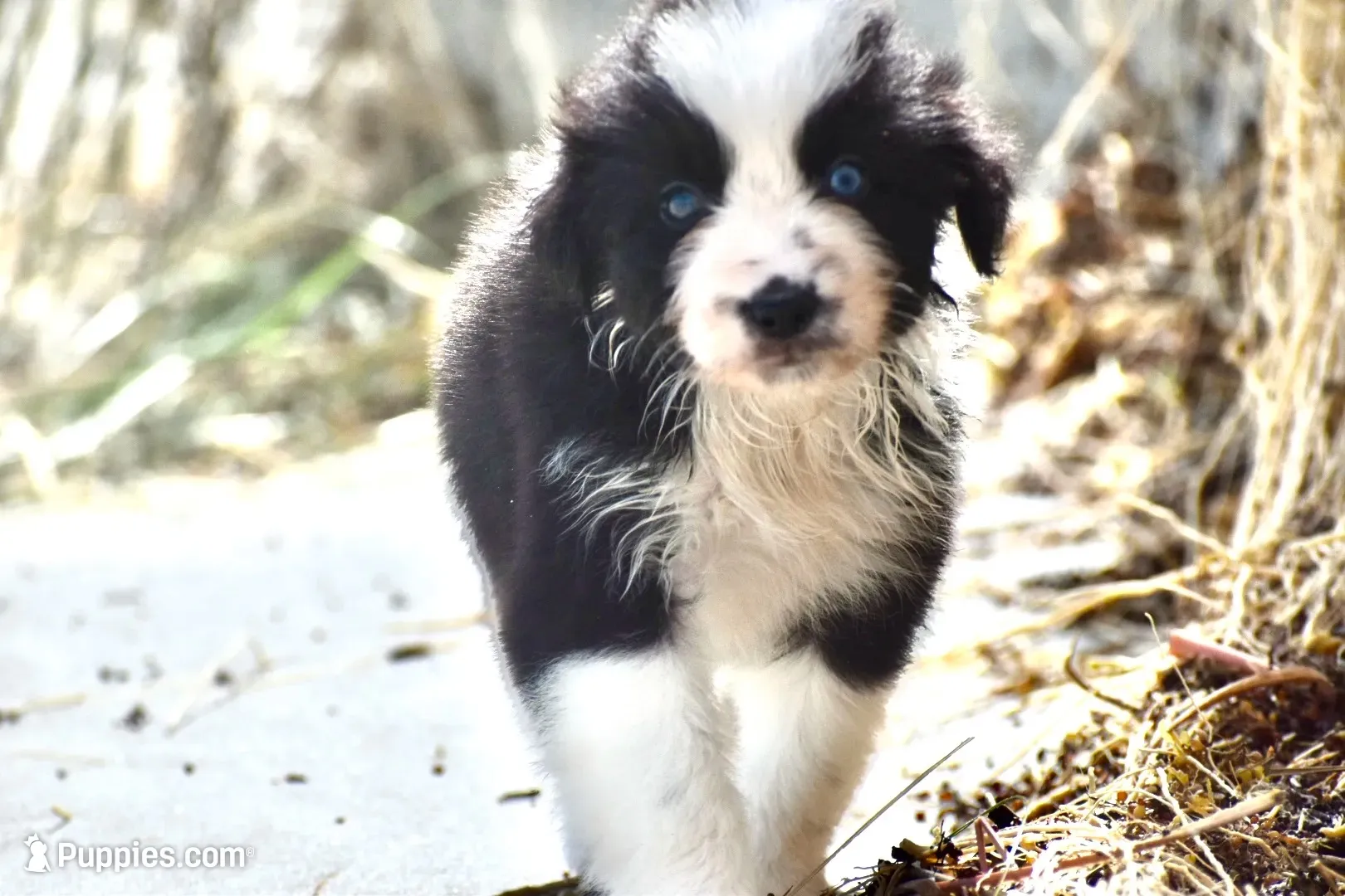 Stormy Blue, a female Australian Shepherd for sale in Port Orange, FL – 3 of 9