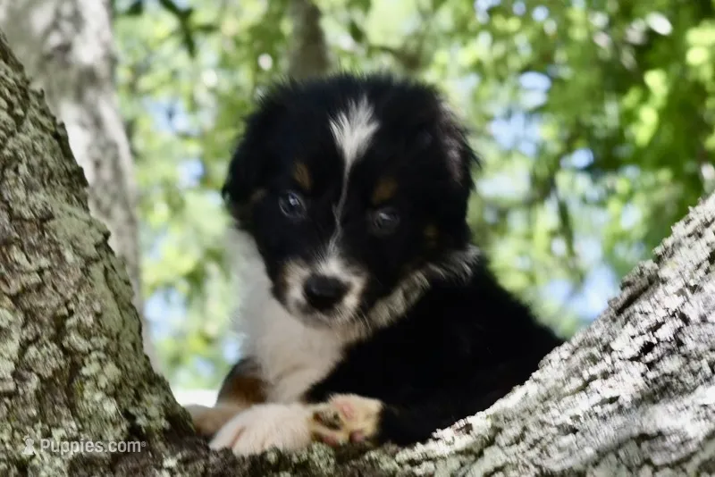 Scuba duba Blue – Australian Shepherd puppy for sale in Port Orange, FL