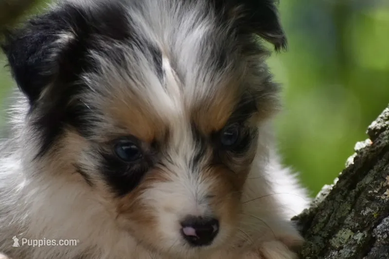 Cameo – Australian Shepherd puppy for sale in Port Orange, FL