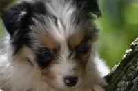 Cameo, a male Australian Shepherd for sale in Port Orange, FL – 1 of 10