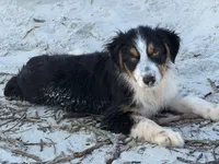 Freckles, a female Australian Shepherd for sale in Port Orange, FL – 4 of 10