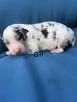 Olympia, a female Australian Shepherd for sale in Port Orange, FL – 2 of 4