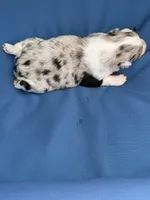 Harbor, a female Australian Shepherd for sale in Port Orange, FL – 5 of 9