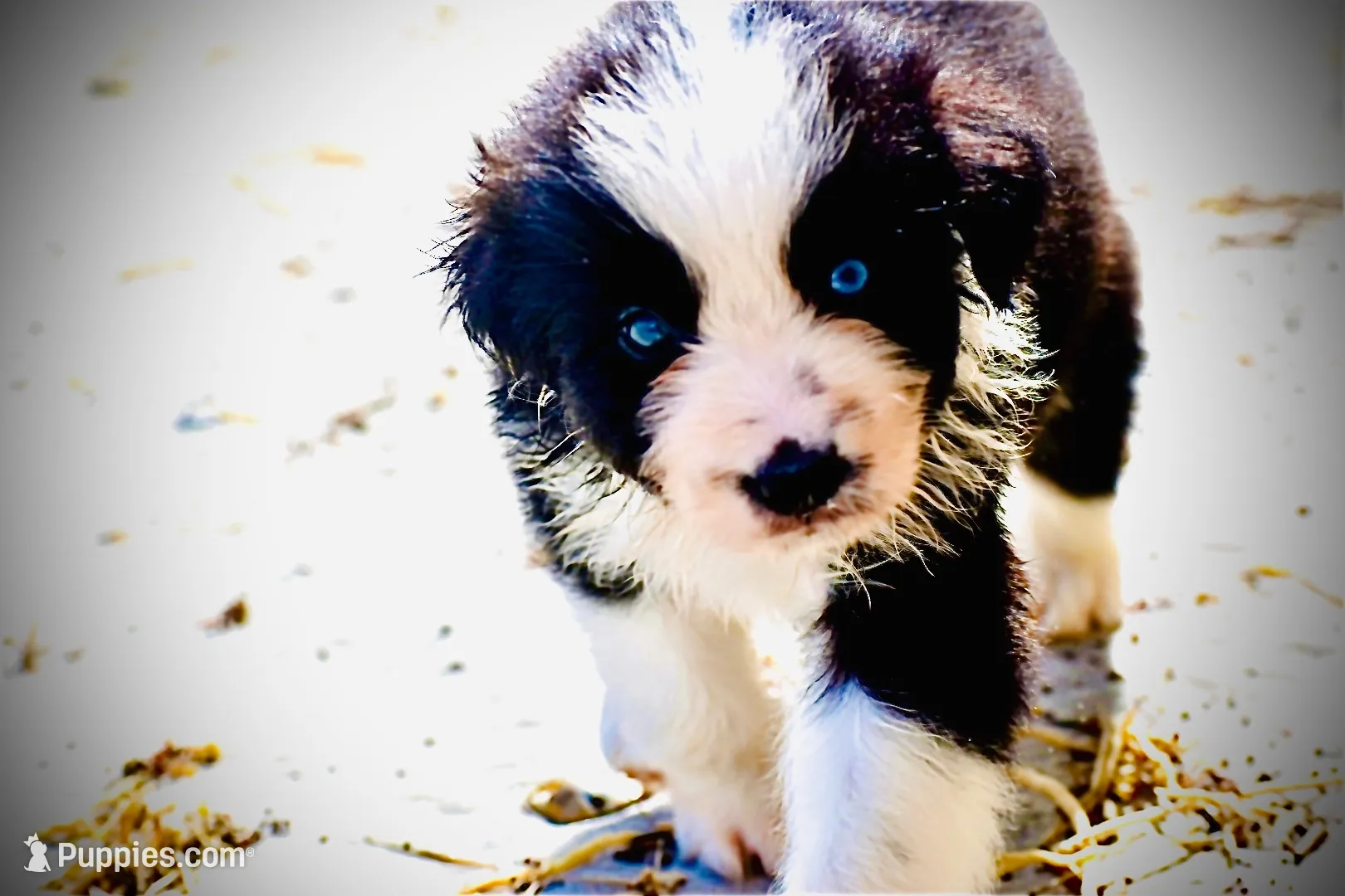 Stormy Blue, a female Australian Shepherd for sale in Port Orange, FL – 1 of 9