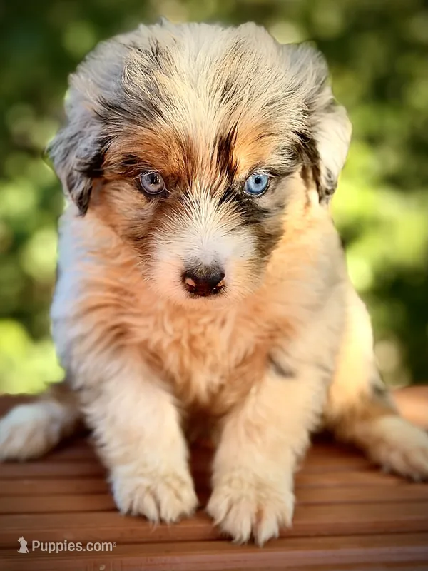 Sailor, a female Australian Shepherd for sale in Port Orange, FL – 1 of 9