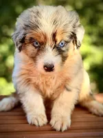 Sailor, a female Australian Shepherd for sale in Port Orange, FL – 1 of 9