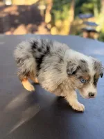 Sailor, a female Australian Shepherd for sale in Port Orange, FL – 8 of 9