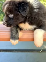 Sebastien, a male Australian Shepherd for sale in Port Orange, FL – 9 of 10