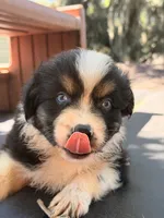 Breezy blue, a male Australian Shepherd for sale in Port Orange, FL – 6 of 10