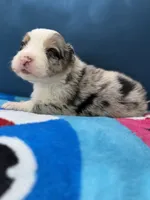 Cayman Blue, a male Australian Shepherd for sale in Port Orange, FL – 2 of 10