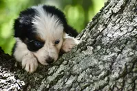 Gemini Blue, a female Australian Shepherd for sale in Port Orange, FL – 10 of 10