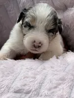 Rio Blue, a female Australian Shepherd for sale in Port Orange, FL – 6 of 6