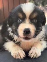 Breezy blue, a male Australian Shepherd for sale in Port Orange, FL – 1 of 10