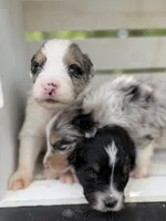Cayman Blue, a male Australian Shepherd for sale in Port Orange, FL – 4 of 10