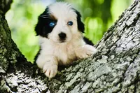 Gemini Blue, a female Australian Shepherd for sale in Port Orange, FL – 9 of 10