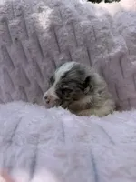 Aruba Blue, a female Australian Shepherd for sale in Port Orange, FL – 2 of 7