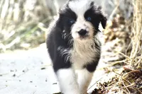 Stormy Blue, a female Australian Shepherd for sale in Port Orange, FL – 8 of 9