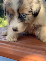 Sailor, a female Australian Shepherd for sale in Port Orange, FL – 2 of 9