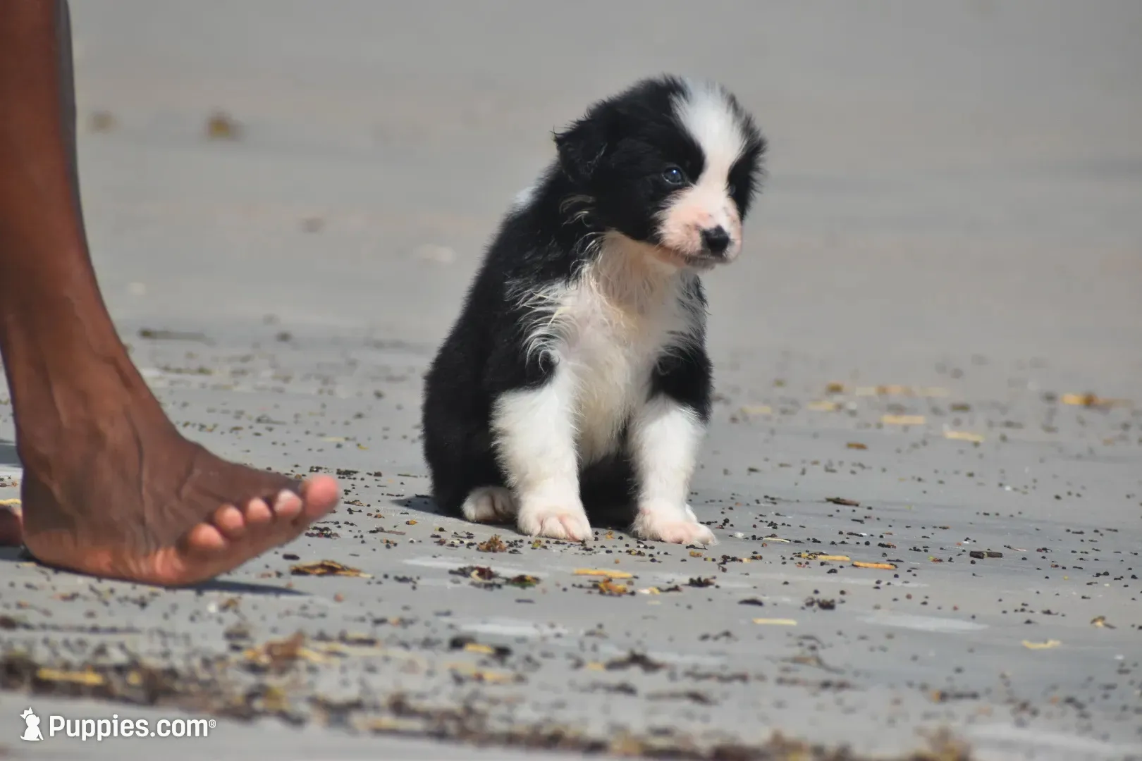 Stormy Blue, a female Australian Shepherd for sale in Port Orange, FL – 4 of 9