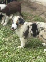 Boca boy Blue, a male Australian Shepherd for sale in Port Orange, FL – Photo 8 of 10