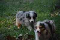 Boca boy Blue, a male Australian Shepherd for sale in Port Orange, FL – Photo 2 of 10