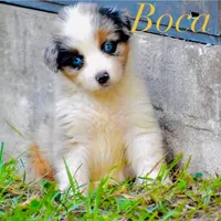 Boca boy Blue, a male Australian Shepherd for sale in Port Orange, FL – Photo 3 of 10