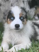 Boca boy Blue, a male Australian Shepherd for sale in Port Orange, FL – Photo 1 of 10