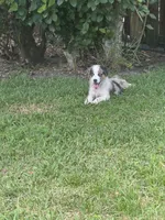 Boca boy Blue, a male Australian Shepherd for sale in Port Orange, FL – Photo 10 of 10
